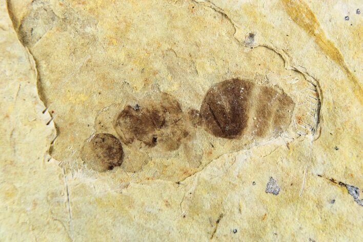 Fossil Ant (Formicidae) - Cereste, France #256058